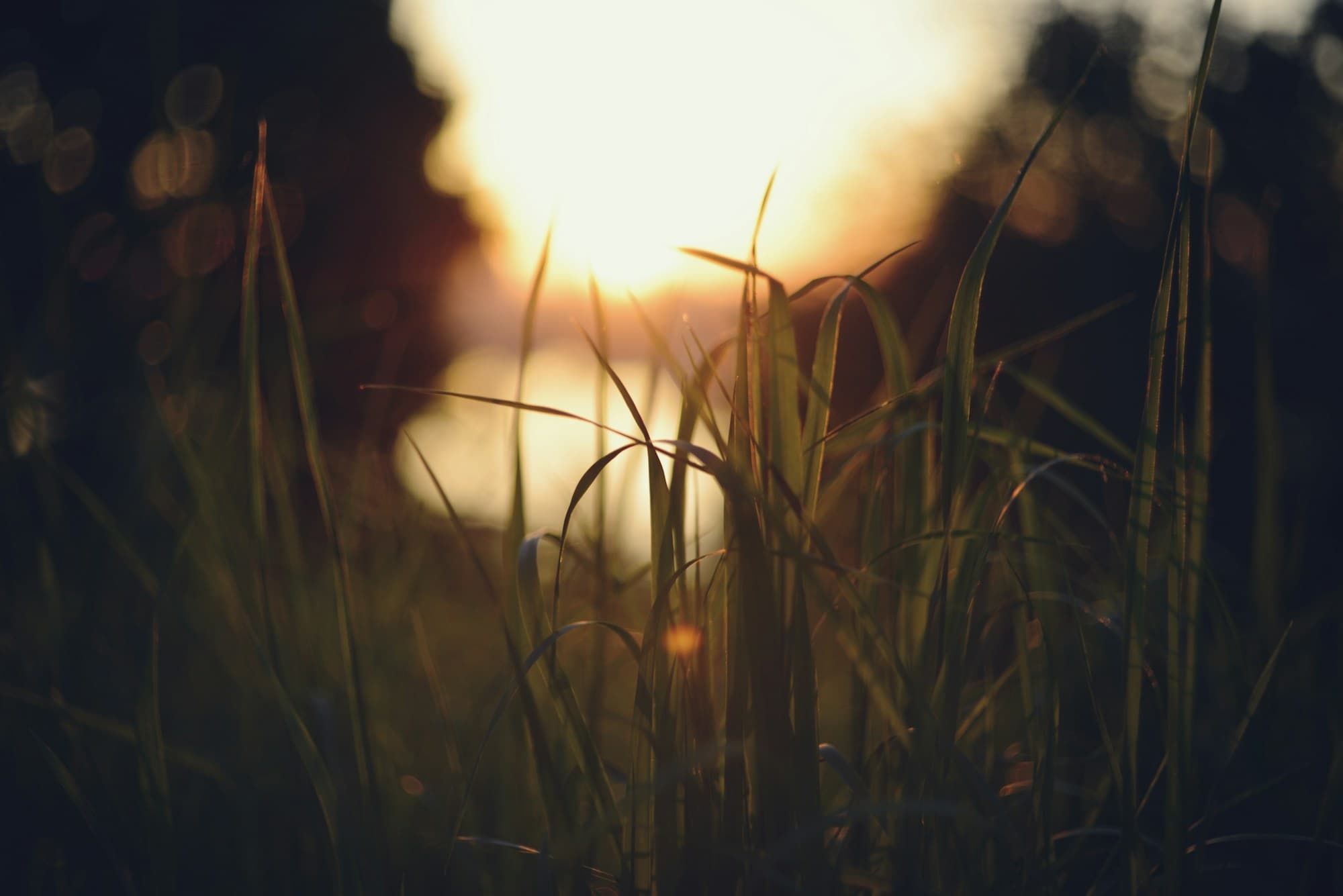 Sunlight falling through blades of grass
